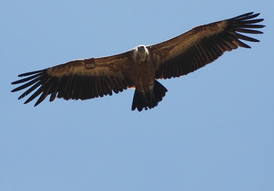 The Day of the Vulture (Yoram Shapir). 