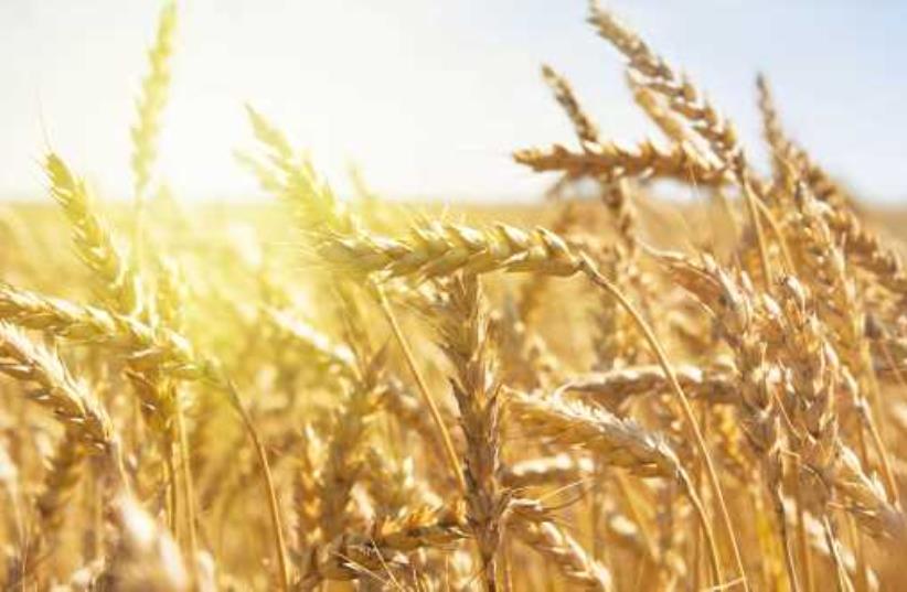 Grain field (photo credit: INGIMAGE)