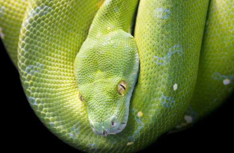 Green Tree Python (illustrative) (photo credit: INGIMAGE)