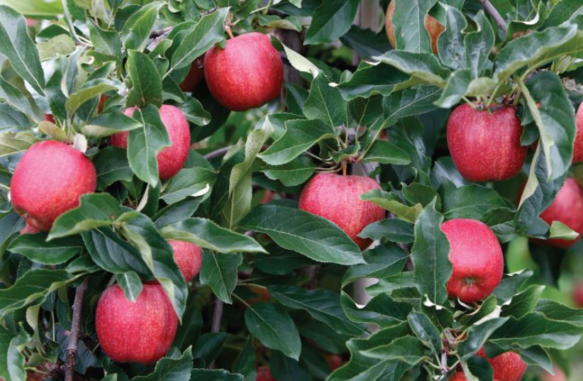 Apples (photo credit: REUTERS)