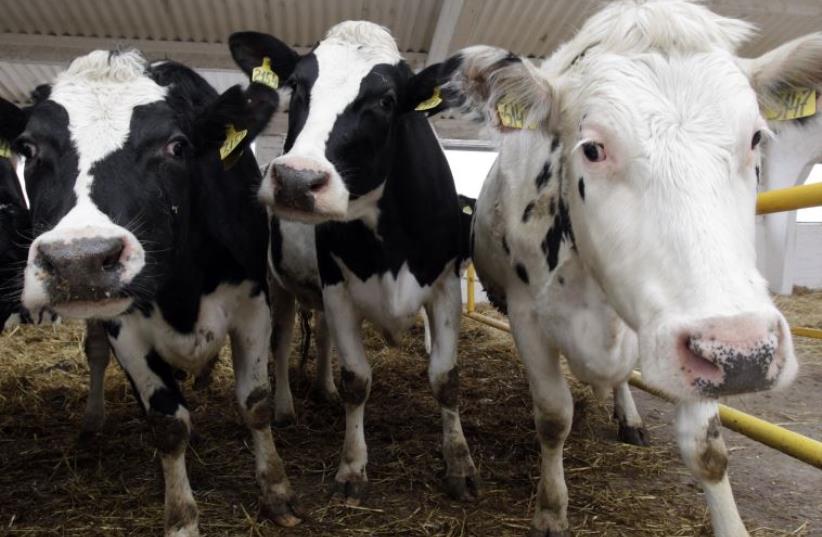 Cows. Illustrative (photo credit: REUTERS)