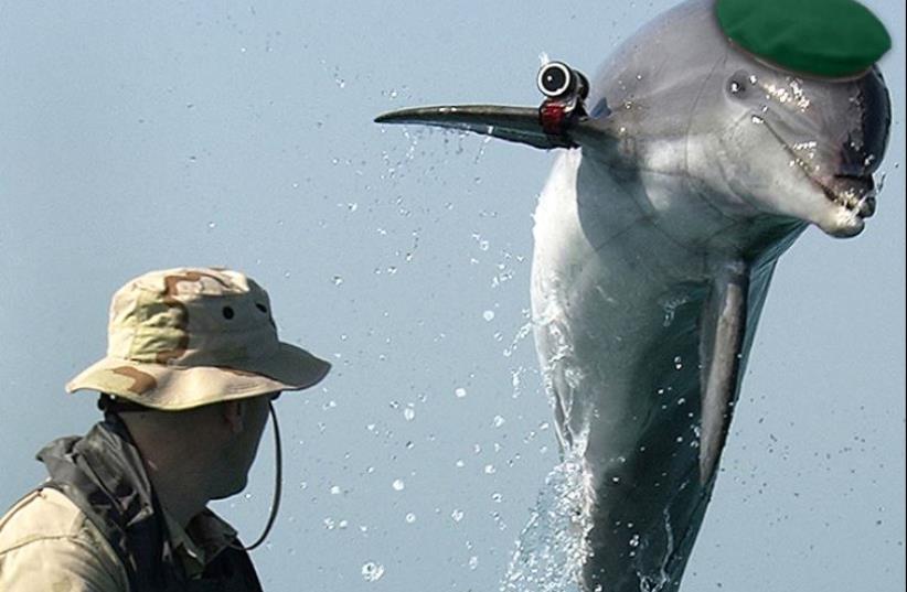 A military dolphin (illustrative) (photo credit: Wikimedia Commons,JPOST STAFF)
