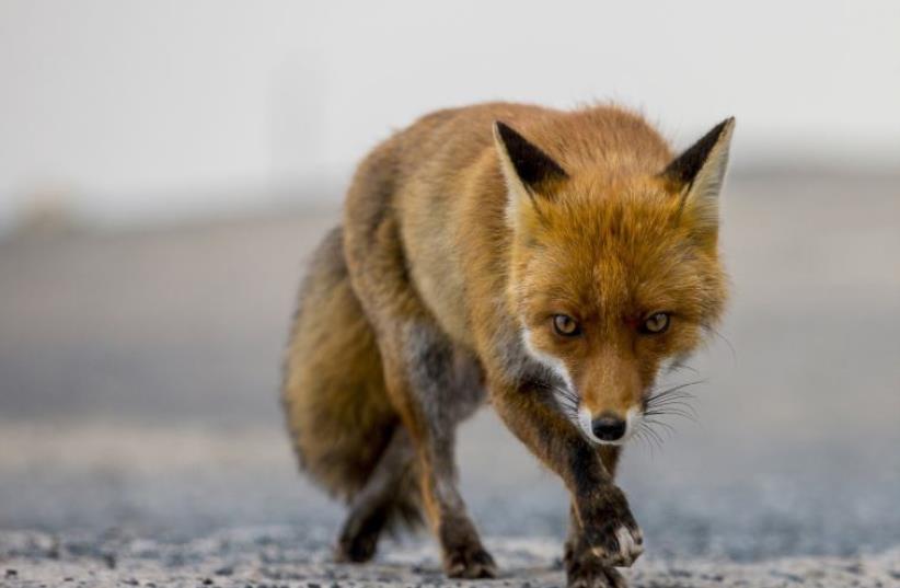 Fox (photo credit: REUTERS)