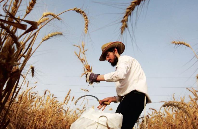 As the sun sets on the last day of 5775 and we usher in the new year, we will simultaneously take leave of the shmita year (photo credit: MARC ISRAEL SELLEM/THE JERUSALEM POST)