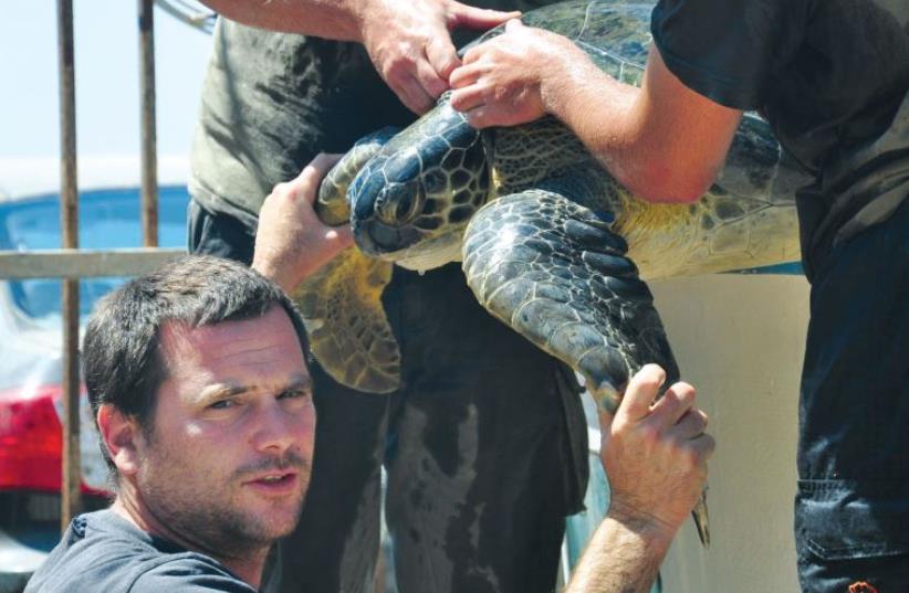 Green sea turtle (photo credit: COURTESY YANIV LEVY / NPA)