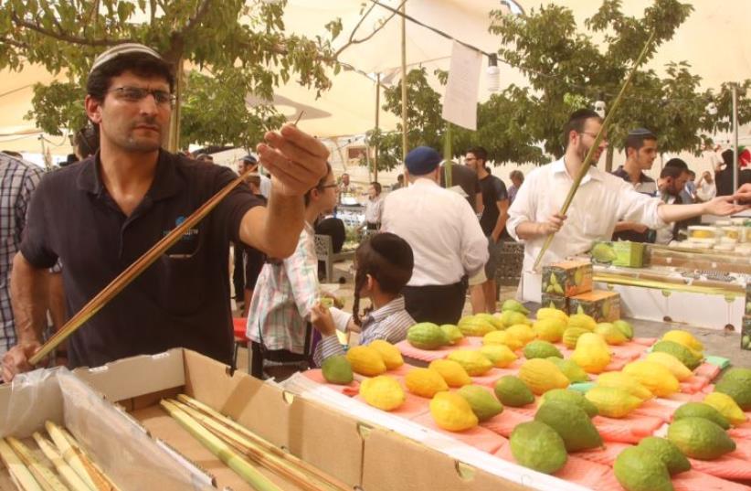 Etrog, Succot (photo credit: MARC ISRAEL SELLEM/THE JERUSALEM POST)