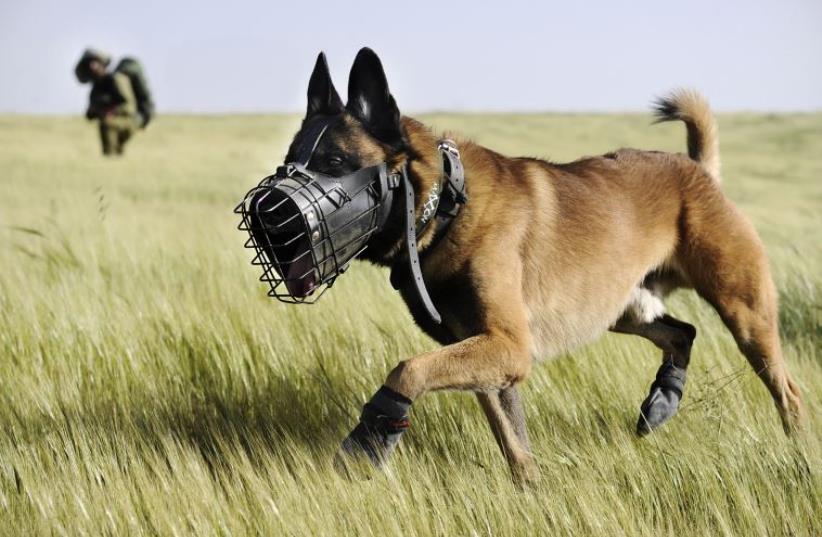 IDF search dog serving in the Oketz unit (photo credit: IDF SPOKESPERSON'S UNIT)