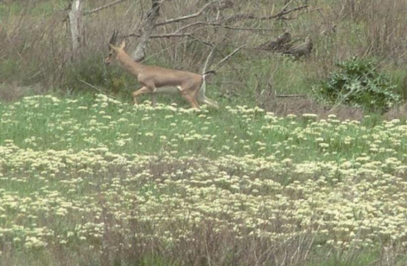 The Gazelle Valley looks peaceful and welcoming, yet the situation on the ground is not nearly as tranquil (photo credit: Wikimedia Commons)