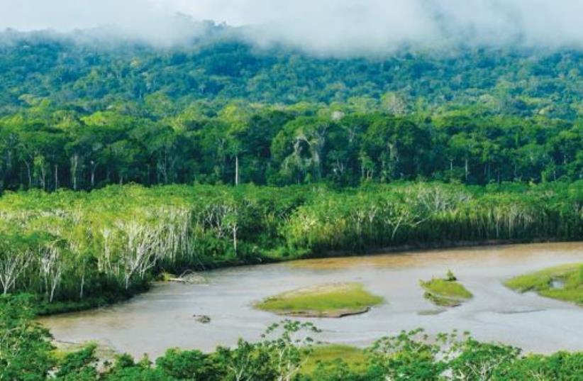 Peruvian jungle (photo credit: Wikimedia Commons)