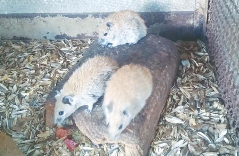 A WHISTLE-BLOWER provided this photo of rodents in a cage at Tel Aviv University’s I. Meier Segals Garden for Zoological Research. (photo credit: PETA)