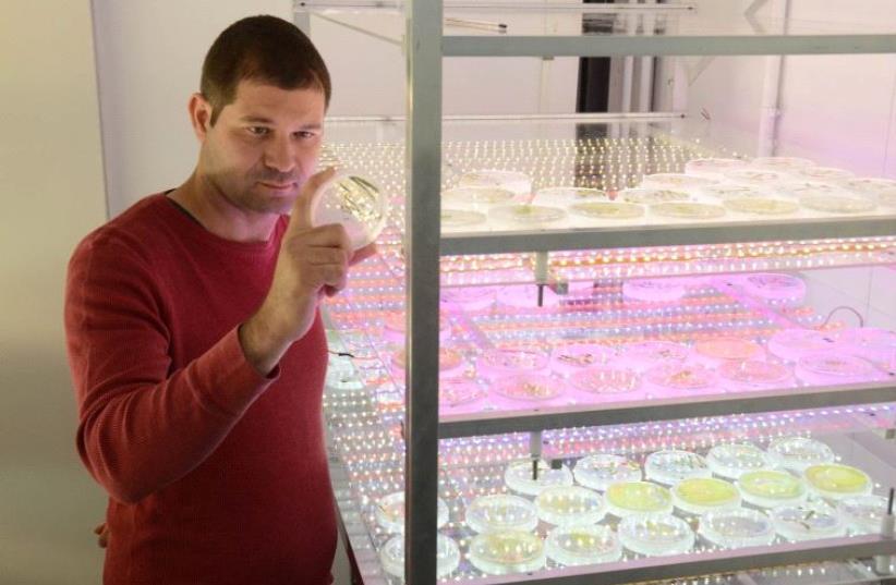 TAU's Dr. Iftach Yacoby and his algae (photo credit: TAU)