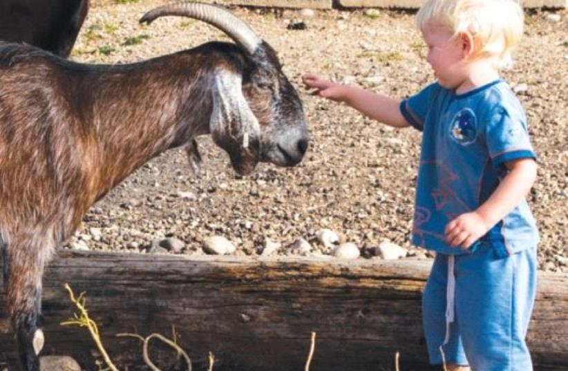 Petting the goat, Iza Paziza, at Moshav Tal Shahar (photo credit: MAYA MAYMONI)