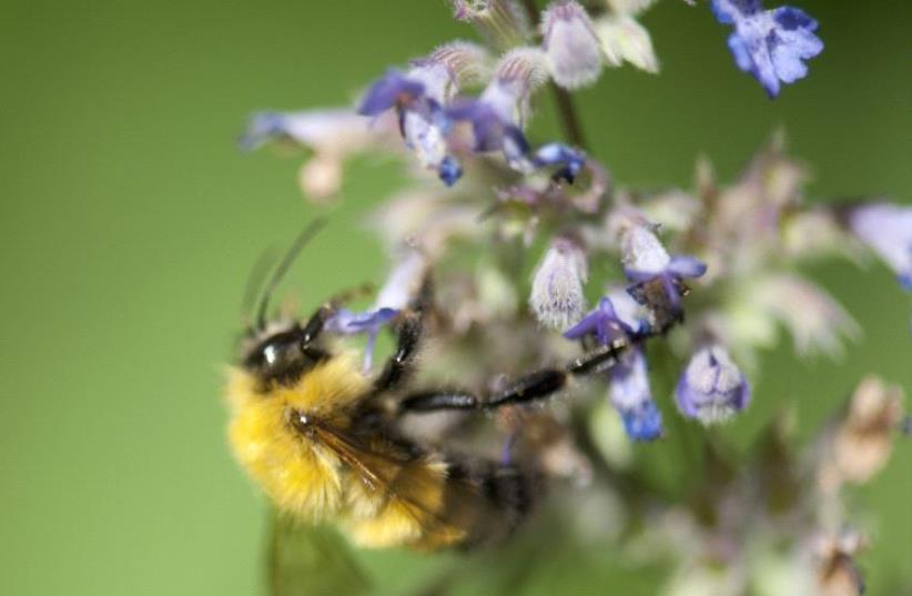 Honeybee (photo credit: ING IMAGE/ASAP)