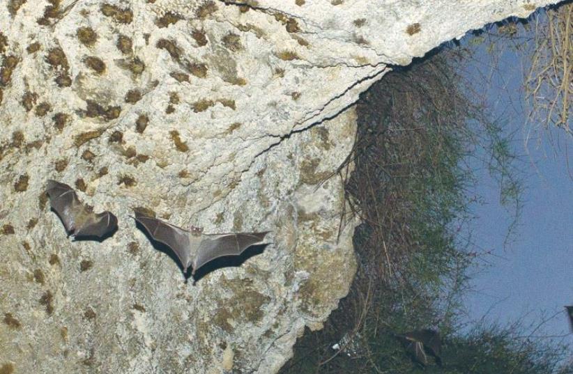 BATS FLY in a cave near Tel Aviv in July 2012. Israeli scientists are researching how the winged mammals communicate to help understand the evolution of human language and possibly pave the way for improved radar and robotic technologies. (photo credit: NIR ELIAS / REUTERS)