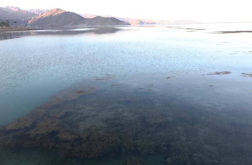 Coral reef and Sinai mountains at Taba Heights (photo credit: BEN FISHER)