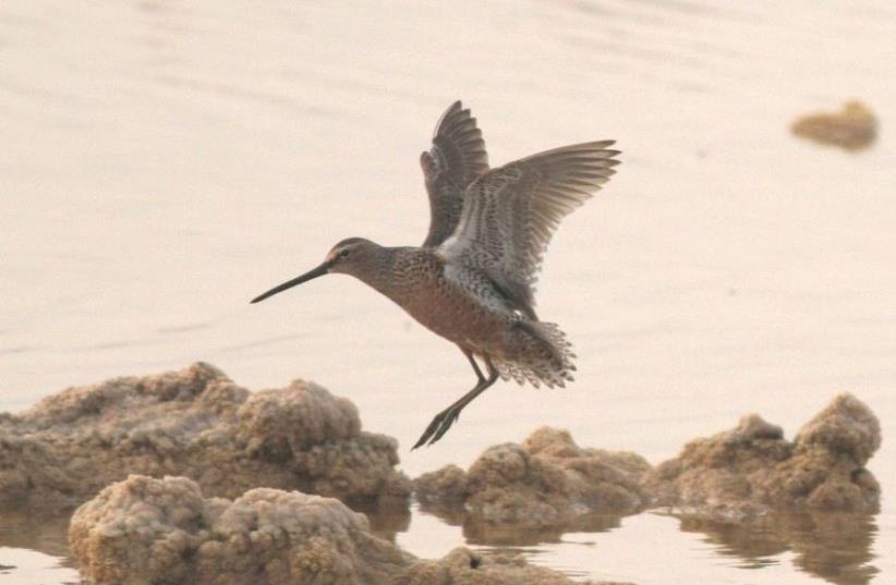 Long-billed dowitcher bird spotted in Eilat (photo credit: JONATHAN MEIRAV / SPNI)