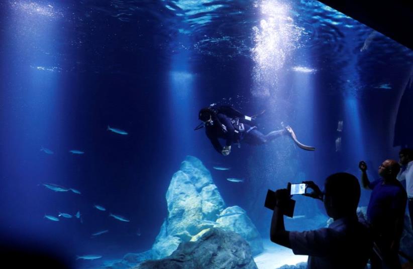 A marine biologist scuba-dives as he checks a fish display tank during the inauguration ceremony of an aquarium built adjacent to the Biblical Zoo in Jerusalem (photo credit: RONEN ZVULUN/REUTERS)