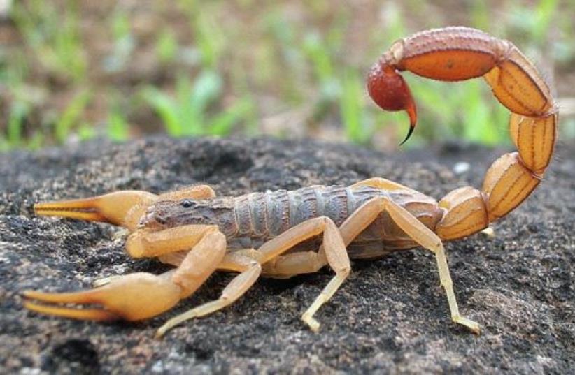 Hottentotta tamulus, the Indian red scorpion from Mangaon, Maharashtra, India (photo credit: SHANTANU KUVESKAR VIA WIKIMEDIA COMMONS/CC BY-SA 4.0)