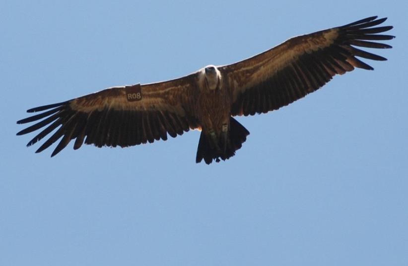 Day of the Vulture (photo credit: YORAM SHAPIR)