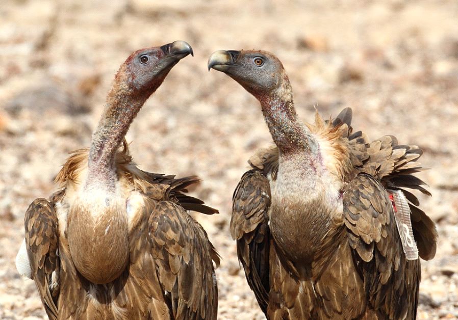 Israeli Vultures / YORAM SHAPIR
