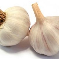 Garlic