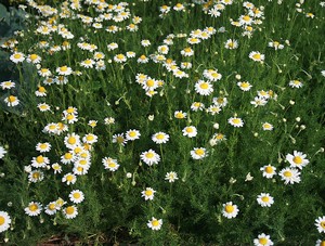 Chamomile flowers