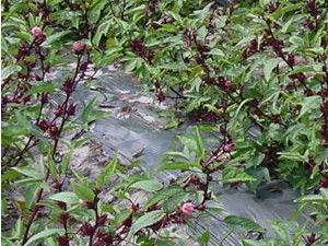 Roselle flower