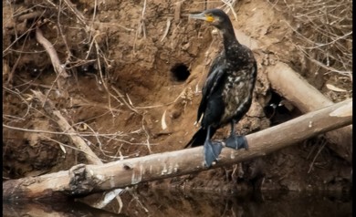 Bird sits on the banks of the Hayarkon (Flavio Grynszpan)