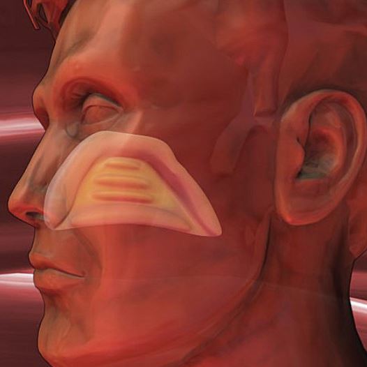 Ear, nose, and throat (Illustration) (credit: TNS)