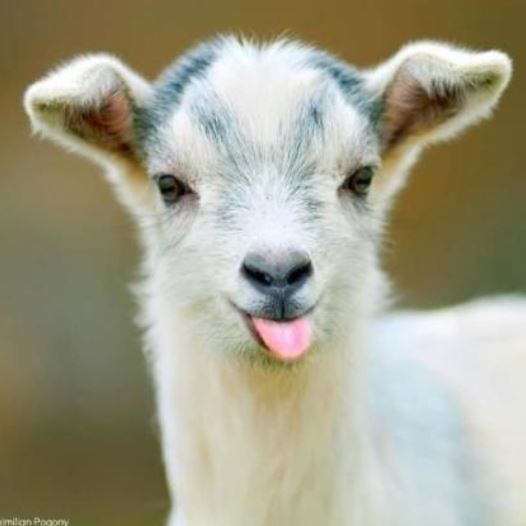 Baby goat (credit: MAXIMILLIAN POGONY)