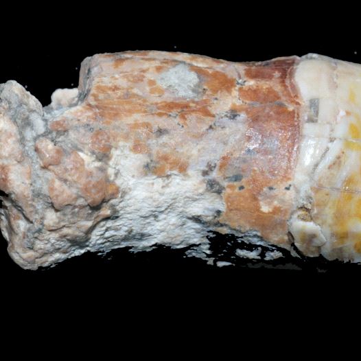 A Neanderthal tooth studied by researchers (credit: ERELLA HOVERS/THE HEBREW UNIVERSITY OF JERUSALEM)