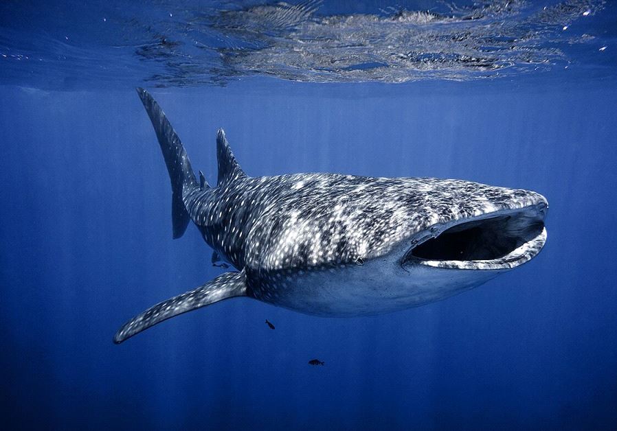 Whale shark swimming in Eilat (credit: OMRI YOSSEF OMESSI/NATURE AND PARKS AUTHORITY)