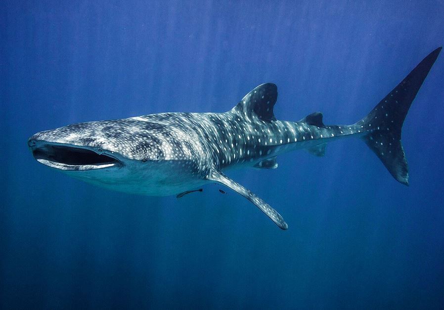 Whale shark swims in the Gulf of Eilat (credit: OMRI YOSSEF OMESSI/NATURE AND PARKS AUTHORITY)