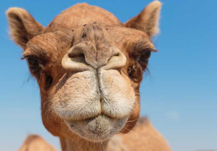Camel in the desert