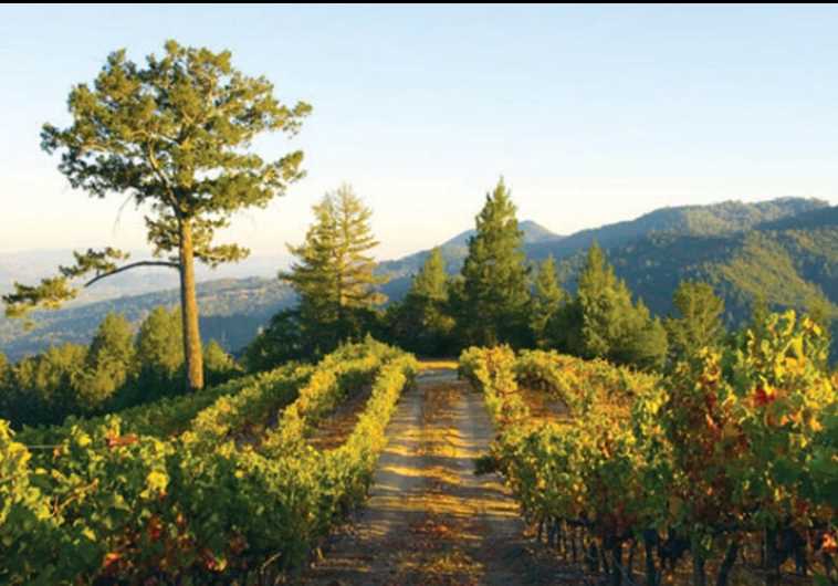 Psagot Winery