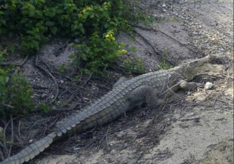 A crocodile spotted in the northern moshav of Beit Hanania
