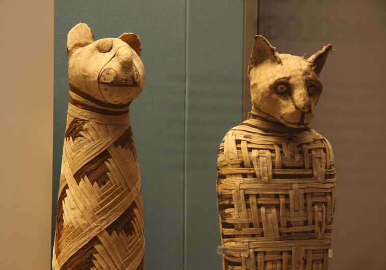 Egypt mummies of animals