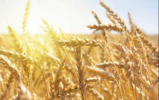 Grain field
