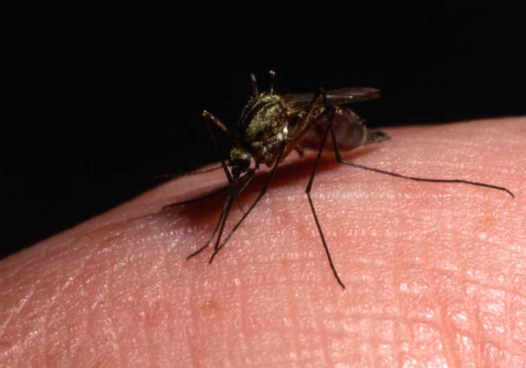 Mosquito (illustrative).