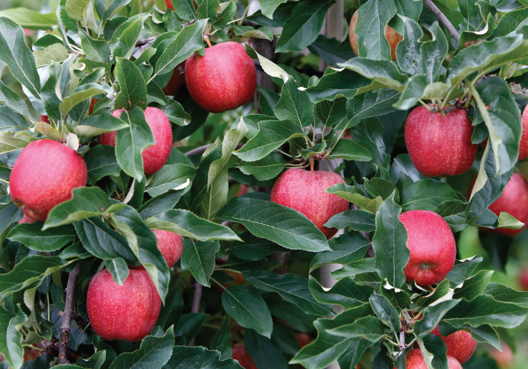 Apples