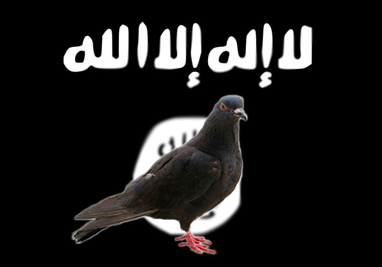 ISIS pigeon