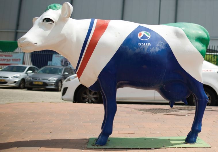 A statue of a beautiful cow painted in the colors of dairy firm Tnuva’s logo stands outside the company’s logistic center in Kiryat Malachi