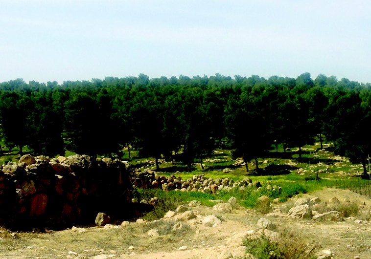 La forêt de Yatir