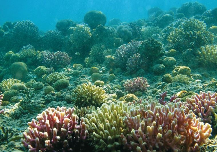 Eilat's Coral Beach Nature Reserve has stunning reefs and an abundance of marine and fish life.