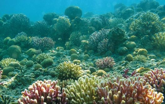 Eilat's Coral Beach Nature Reserve has stunning reefs and an abundance of marine and fish life.
