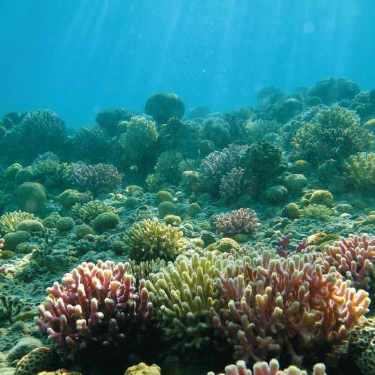 Eilat's Coral Beach Nature Reserve has stunning reefs and an abundance of marine and fish life.