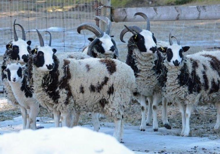 Jacob Sheep