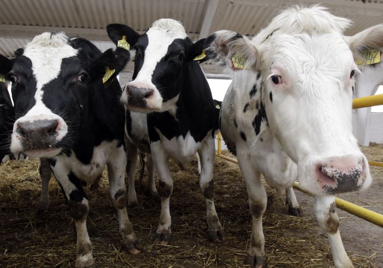 Cows. Illustrative