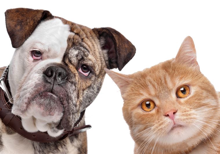 A dog and a cat