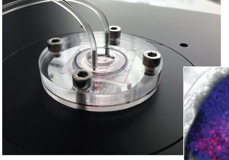 CHIP-BASED artificial organs such as this ‘liver,’ could one day replace animal experiments, researchers hope.